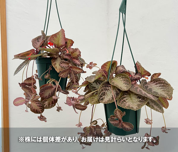 エピスシア:クプレアータ ピンクアカジュ 5号吊り鉢