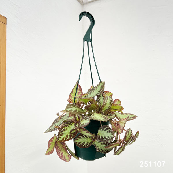 エピスシア:クプレアータ アカジュ 5号吊り鉢