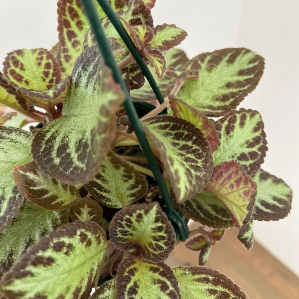 エピスシア:クプレアータ アカジュ 5号吊り鉢