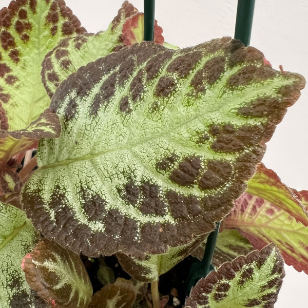 エピスシア:クプレアータ アカジュ 5号吊り鉢