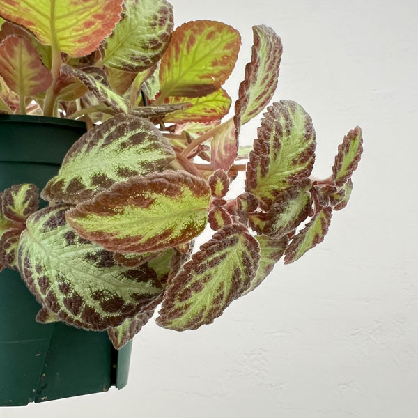 エピスシア:クプレアータ アカジュ 5号吊り鉢