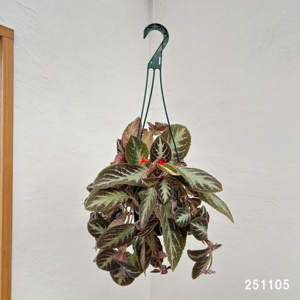 エピスシア:クプレアータ チョコレート 5号吊り鉢