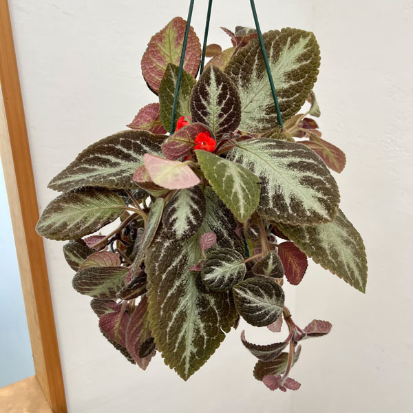 エピスシア:クプレアータ チョコレート 5号吊り鉢