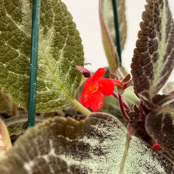 エピスシア:クプレアータ チョコレート 5号吊り鉢