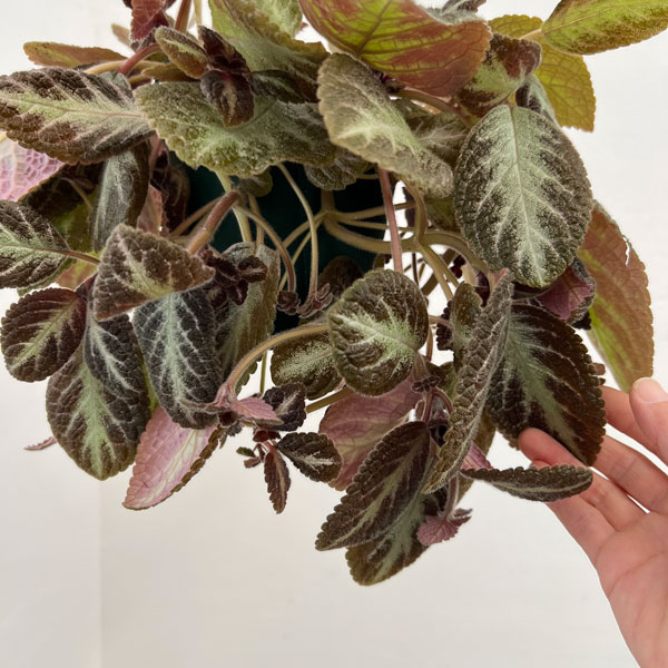 エピスシア:クプレアータ チョコレート 5号吊り鉢