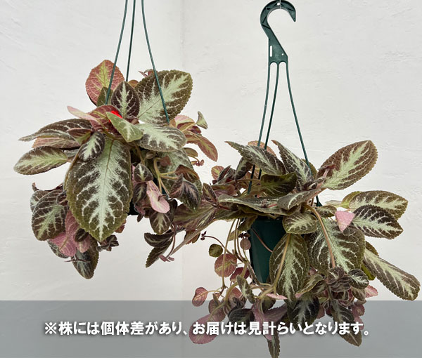 エピスシア:クプレアータ チョコレート 5号吊り鉢