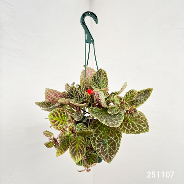 エピスシア:クプレアータ タートル 5号吊り鉢