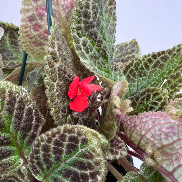 エピスシア:クプレアータ タートル 5号吊り鉢