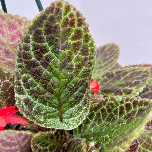 エピスシア:クプレアータ タートル 5号吊り鉢