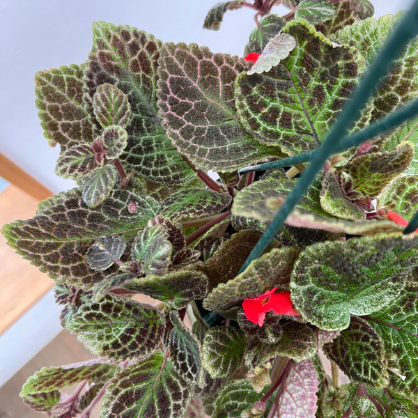 エピスシア:クプレアータ タートル 5号吊り鉢