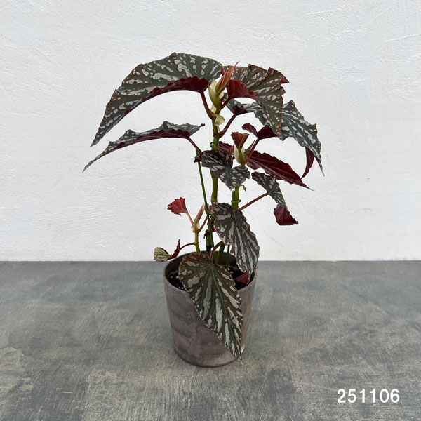 ベゴニア:オルファ C フォックス 4号鉢植え