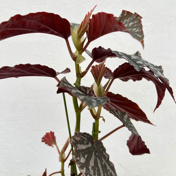 ベゴニア:オルファ C フォックス 4号鉢植え