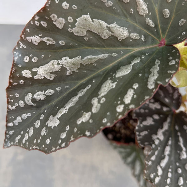 ベゴニア:オルファ C フォックス 4号鉢植え