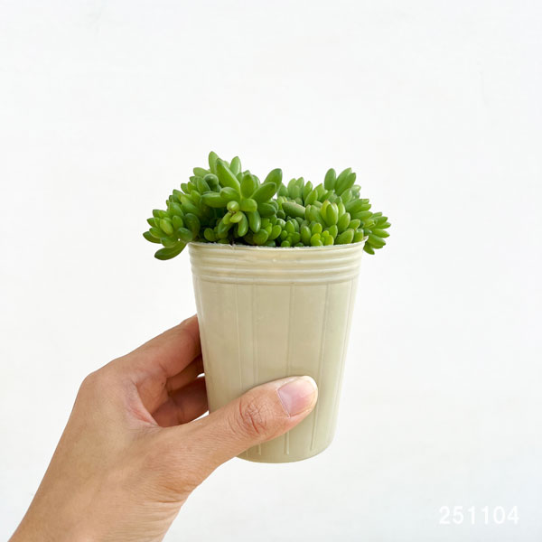 セダム:ルベンス 3号ポット