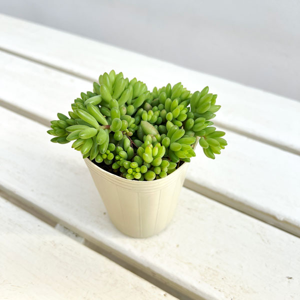 セダム:ルベンス 3号ポット