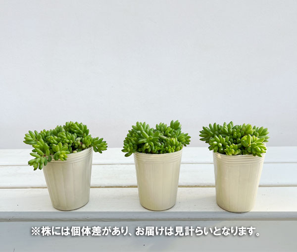 セダム:ルベンス 3号ポット