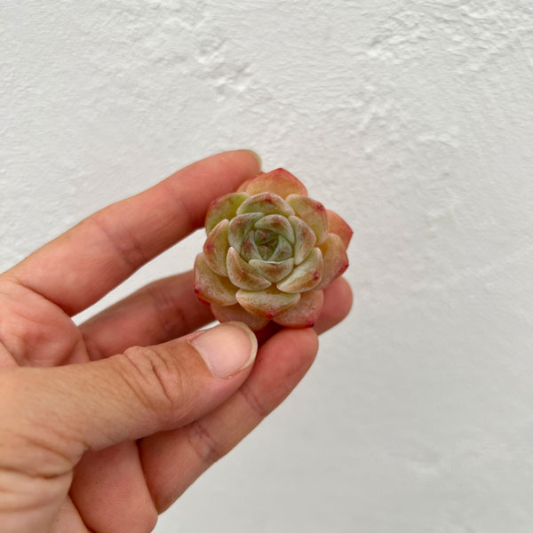 エケベリア抜き苗セット(エケベリア3株とネガミエル3号)