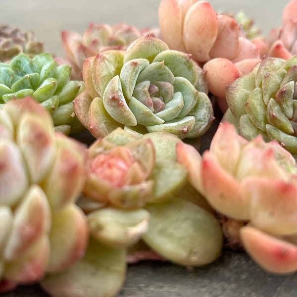 エケベリア抜き苗セット(エケベリア3株とネガミエル3号)