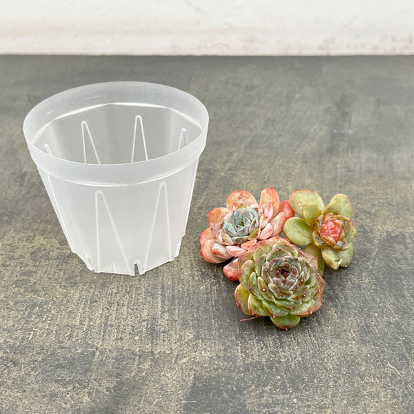 エケベリア抜き苗セット(エケベリア3株とネガミエル3号)