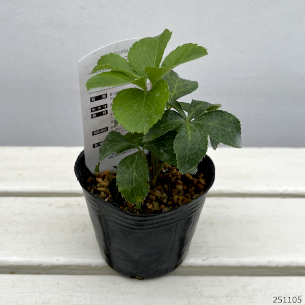 高正園さんのクリスマスローズ：ダブルピンク系（B）3号ポット