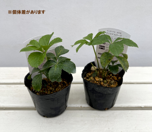 高正園さんのクリスマスローズ：ダブルピンク系（B）3号ポット