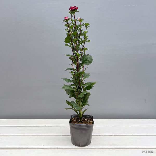 アスター：ココット　マーブルレッド3.5号ポット