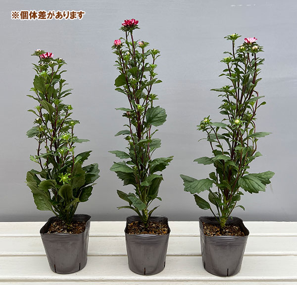 アスター：ココット　マーブルレッド3.5号ポット