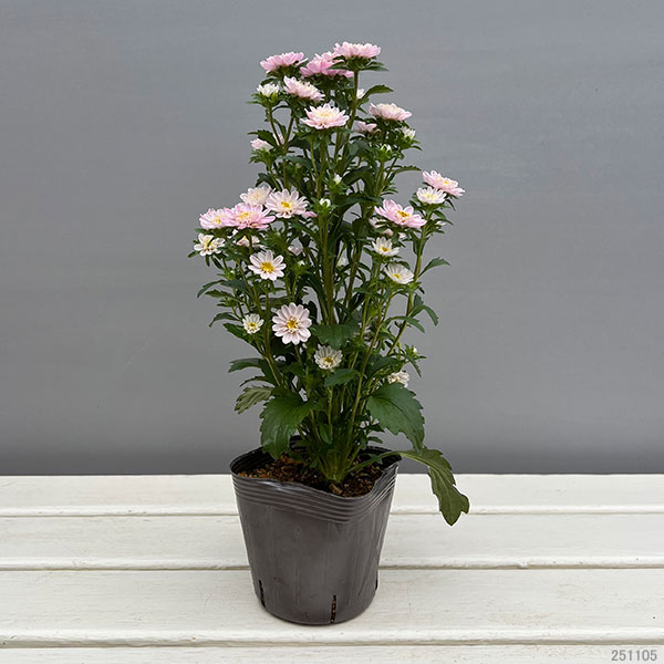 アスター：ココット　ライトピンク3.5号ポット