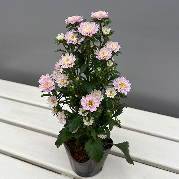 アスター：ココット　ライトピンク3.5号ポット