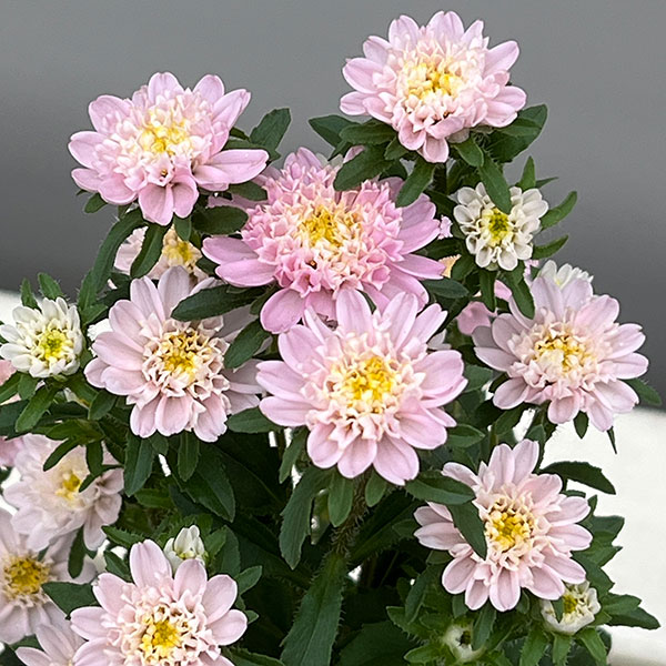 アスター：ココット　ライトピンク3.5号ポット