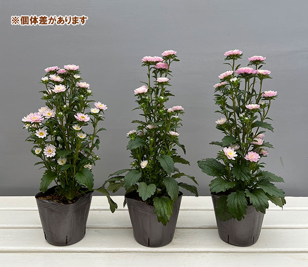 アスター：ココット　ライトピンク3.5号ポット