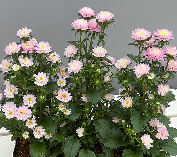 アスター：ココット　ライトピンク3.5号ポット