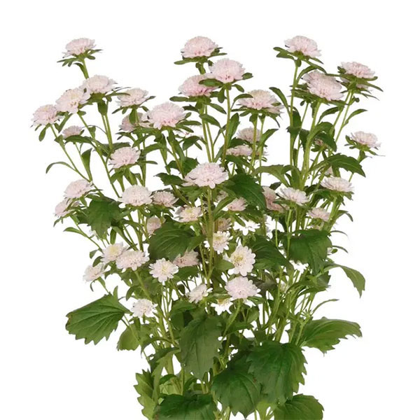 アスター：ココット　ライトピンク3.5号ポット