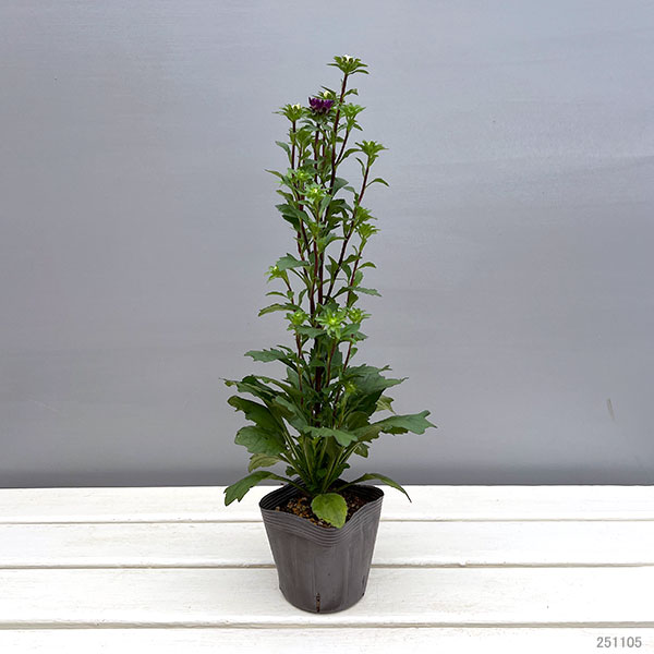 アスター：ココット　ナイト3.5号ポット