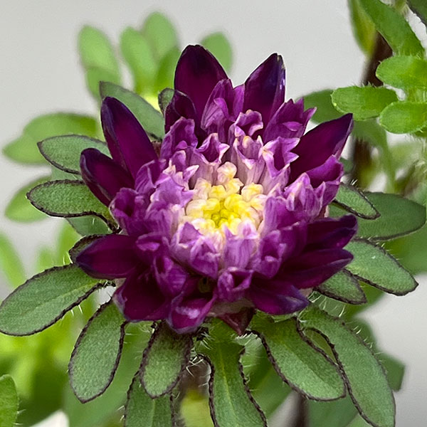 アスター：ココット　ナイト3.5号ポット