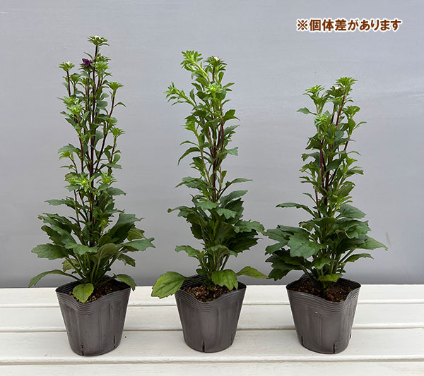 アスター：ココット　ナイト3.5号ポット