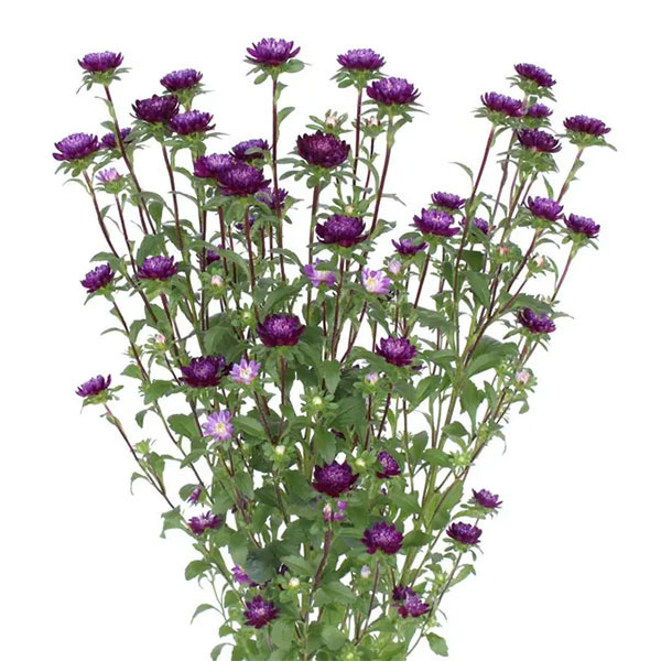 アスター：ココット　ナイト3.5号ポット