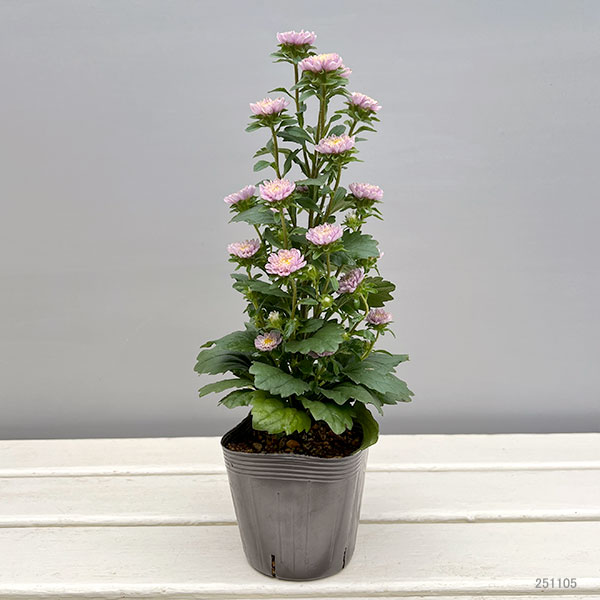 アスター：ココット　ラベンダー3.5号ポット