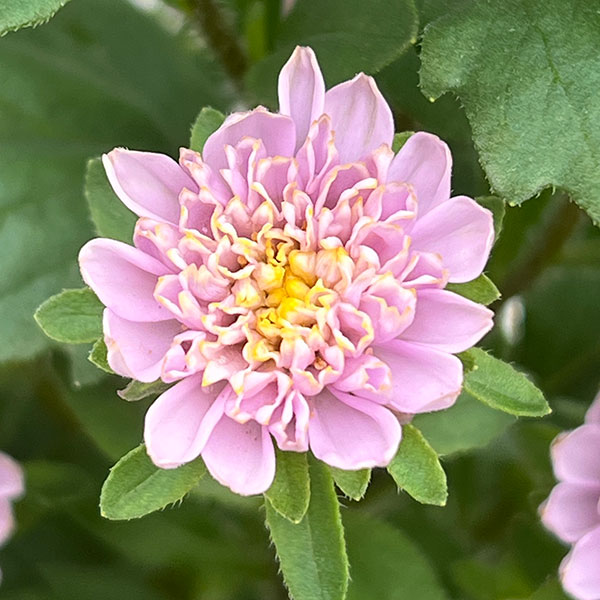 アスター：ココット　ラベンダー3.5号ポット