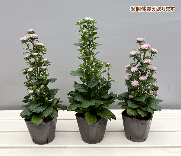 アスター：ココット　ラベンダー3.5号ポット