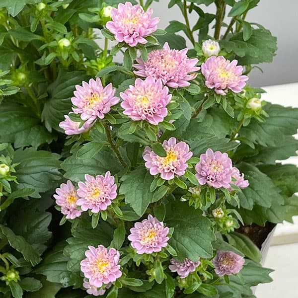 アスター：ココット　ラベンダー3.5号ポット