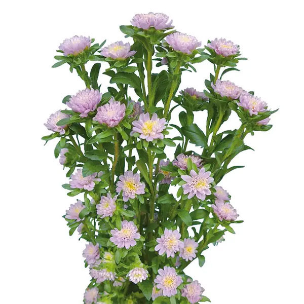 アスター：ココット　ラベンダー3.5号ポット