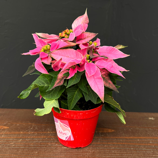 ポインセチア：ジャドール ピンク3号鉢植え