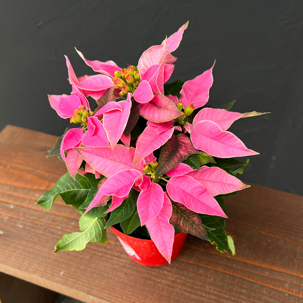 ポインセチア：ジャドール ピンク3号鉢植え