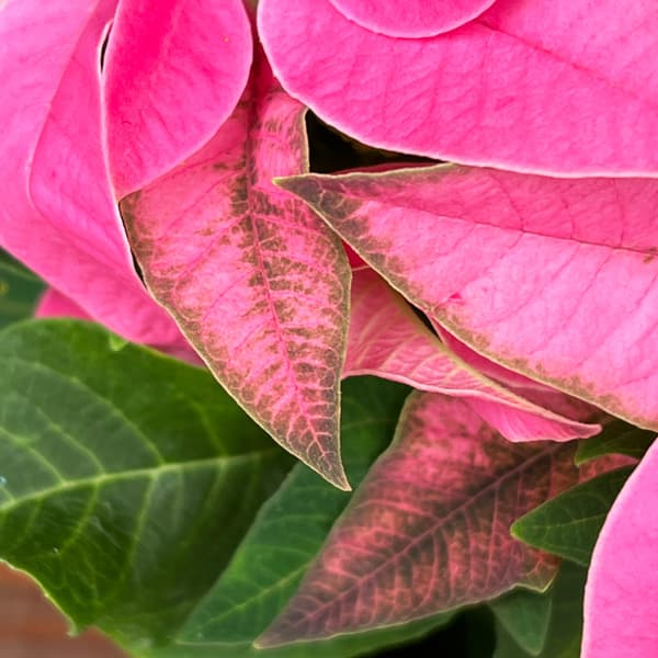 ポインセチア：ジャドール ピンク3号鉢植え