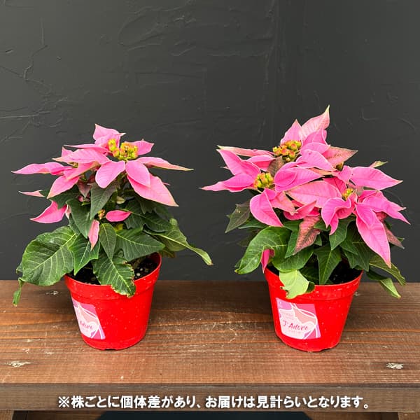 ポインセチア：ジャドール ピンク3号鉢植え