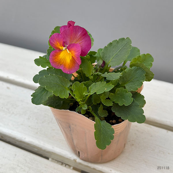 パンジー：ウィンターパラダイス　パフュームパッション3～3.5号ポット