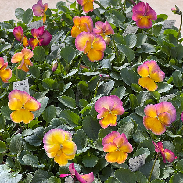 パンジー：ウィンターパラダイス　パフュームパッション3～3.5号ポット