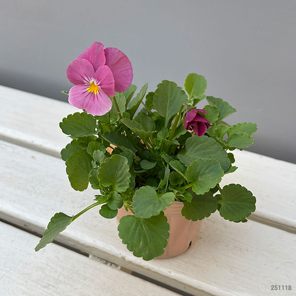 パンジー：ウィンターパラダイス　パフュームピンク3～3.5号ポット