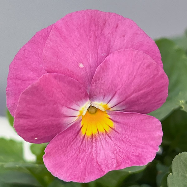 パンジー：ウィンターパラダイス　パフュームピンク3～3.5号ポット